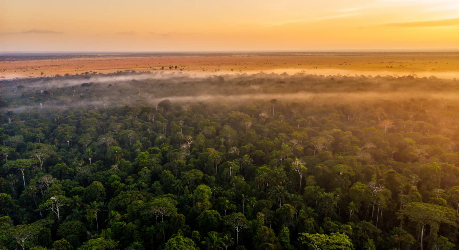 Amazonie : bascule en savane dès 2040 selon Nature