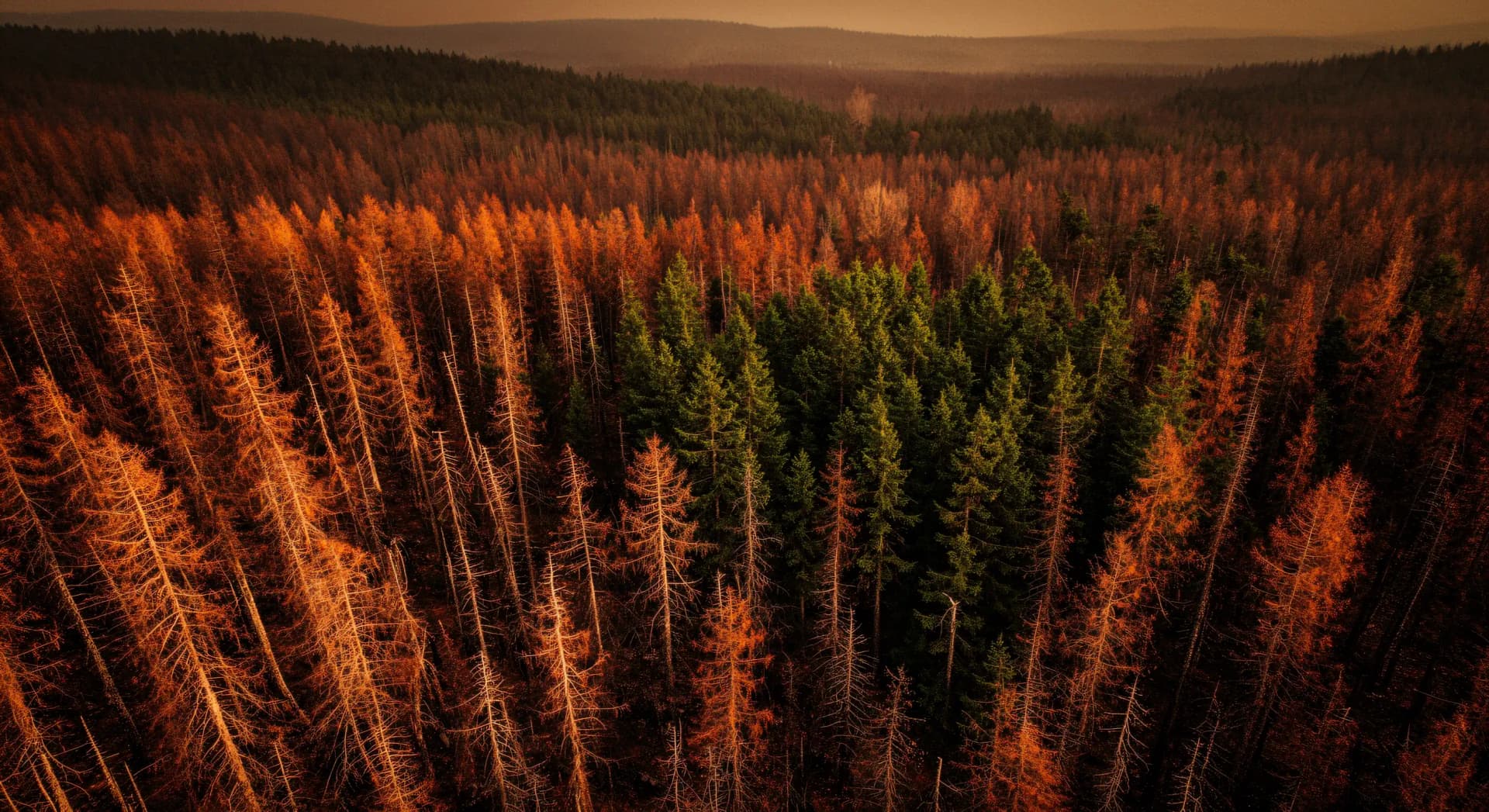 Forêts françaises : quelles essences tiendront +2 °C ?