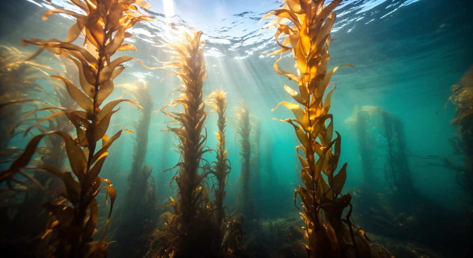 Forêts de kelp : un déclin qui n'est pas partout