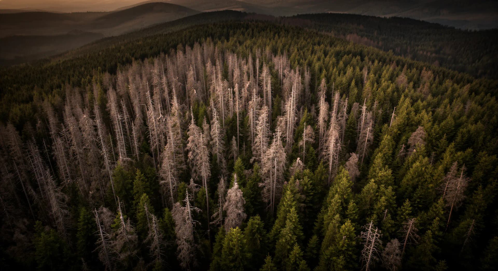 Forêts françaises : le puits carbone divisé par deux